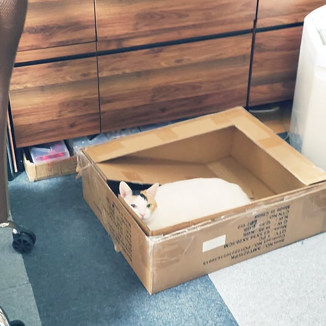 HOTARU.catさんの部屋