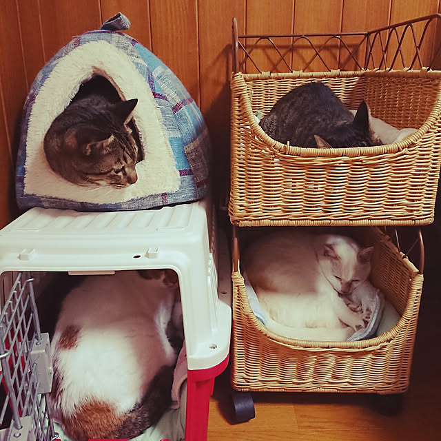 nachiさんの実例写真