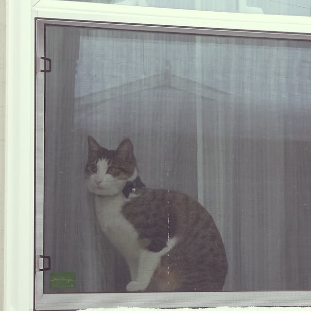lovecats02さんの実例写真