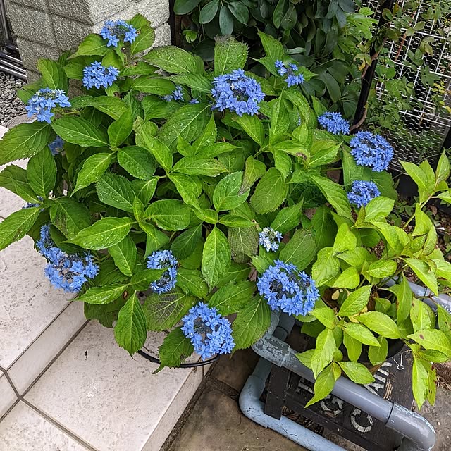 kappaさんの部屋