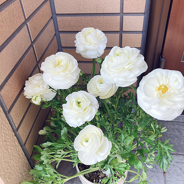 kotoripさんの実例写真