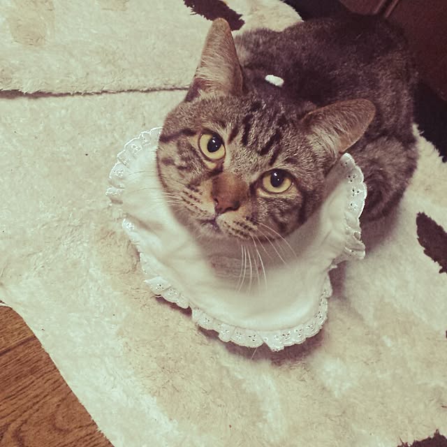megkeiさんの実例写真