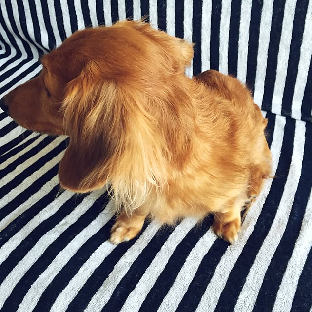 cocoaさんの実例写真