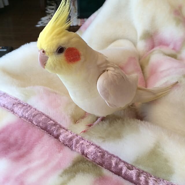 ekochanさんの実例写真