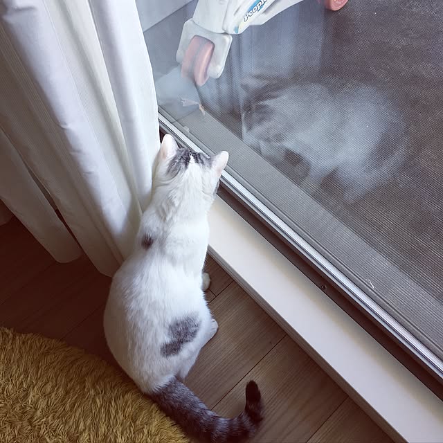 リビング/猫と暮らす/子供と暮らす/インテリアじゃなくてすみません/マンション...などのインテリア実例 - 2016-12-08 21:58:08