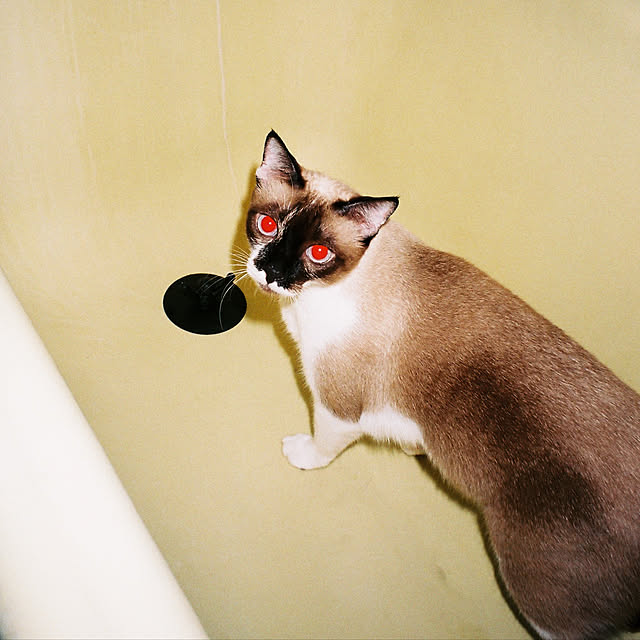 siamese/ねこ/バス/トイレのインテリア実例 - 2021-06-22 09:47:12