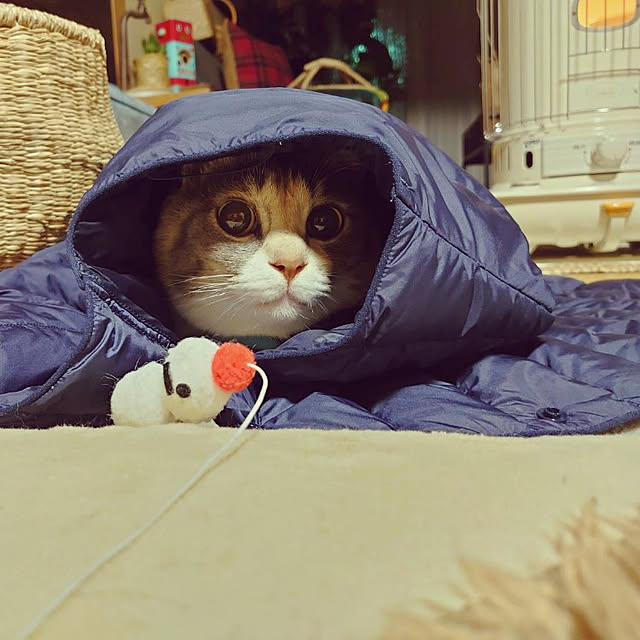fukuさんの実例写真