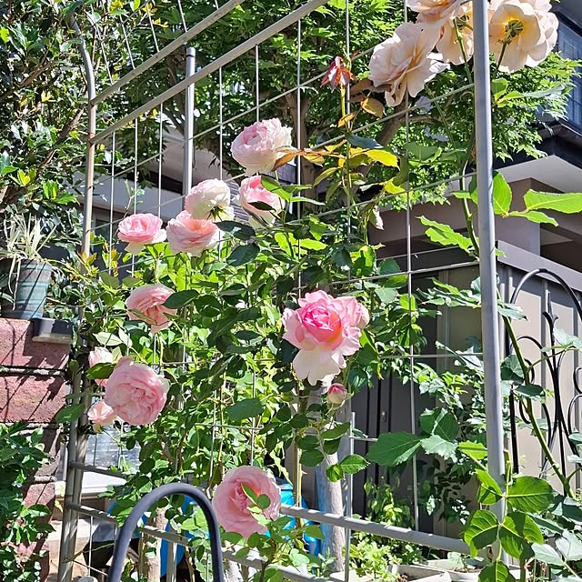 midoriさんの部屋