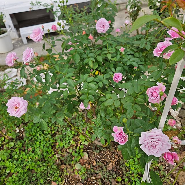 mayumiさんの実例写真