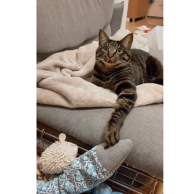 hihaさんの実例写真
