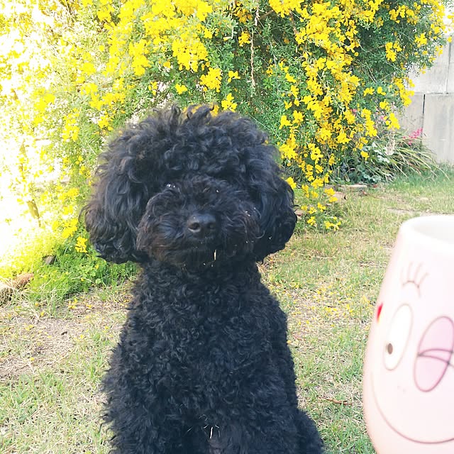 tomoppさんの実例写真