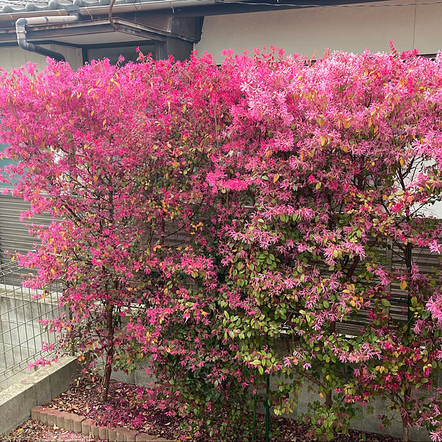 Ruriさんの実例写真