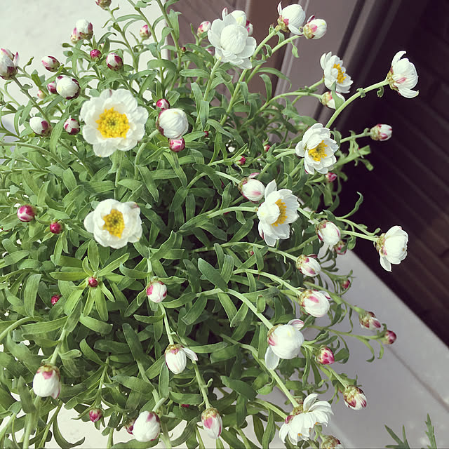 maicoroさんの実例写真