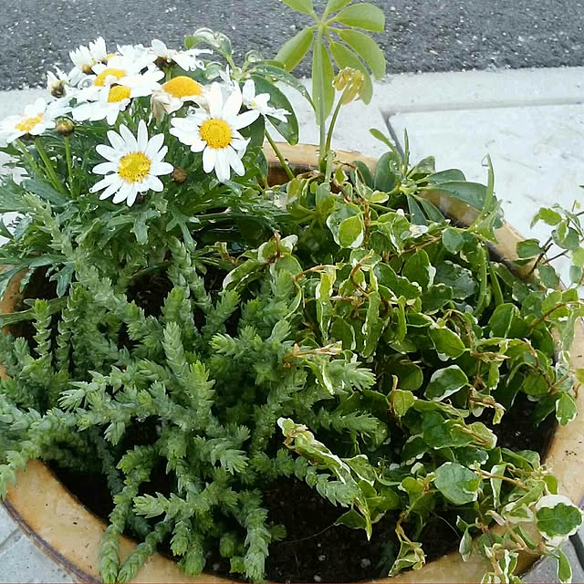 DIY.DCPFさんの実例写真
