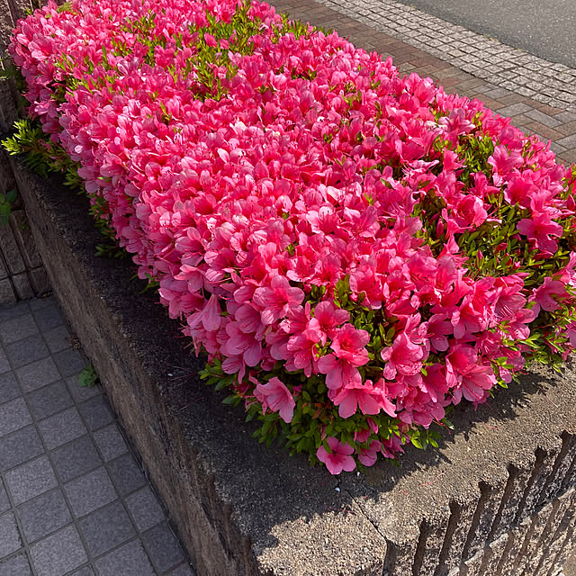takapinさんの実例写真