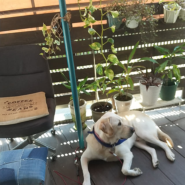 montomoさんの実例写真