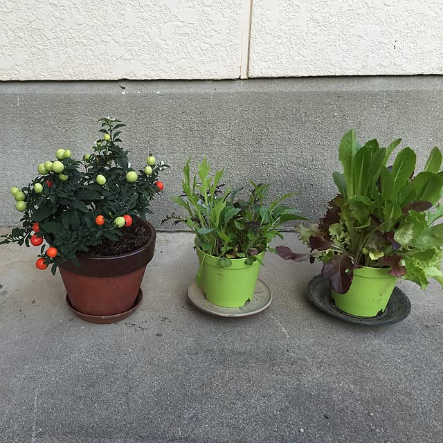 wasaさんの実例写真