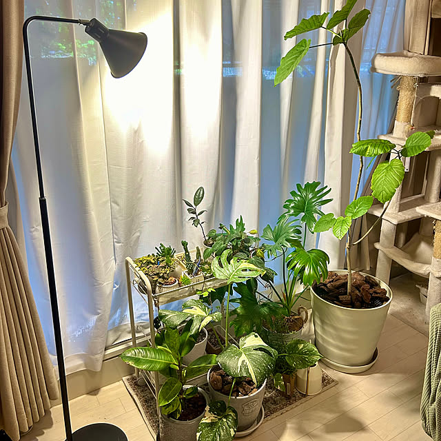 リビング/植物のある暮らし/リビング/観葉植物/くつろぎの場所のインテリア実例 - 2024-09-02 18:16:35