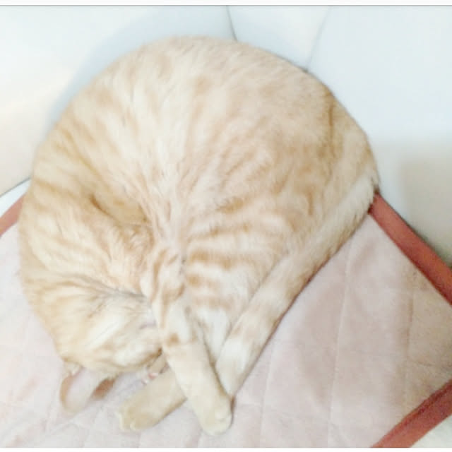 heart.emiemi57.whiteさんの実例写真