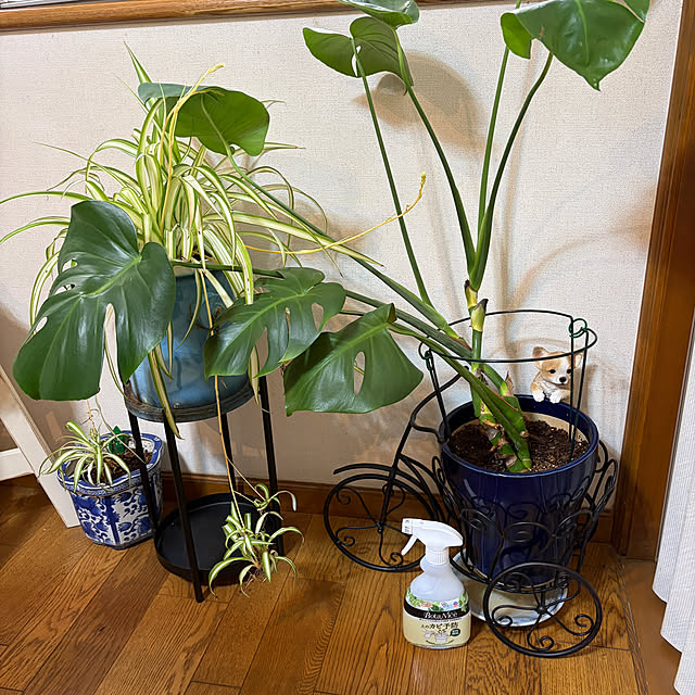 chIoeさんの実例写真