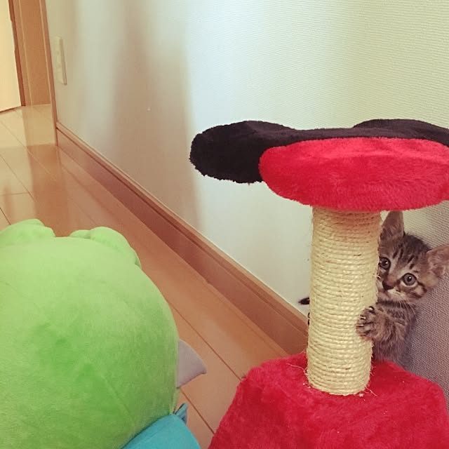 cocoさんの実例写真