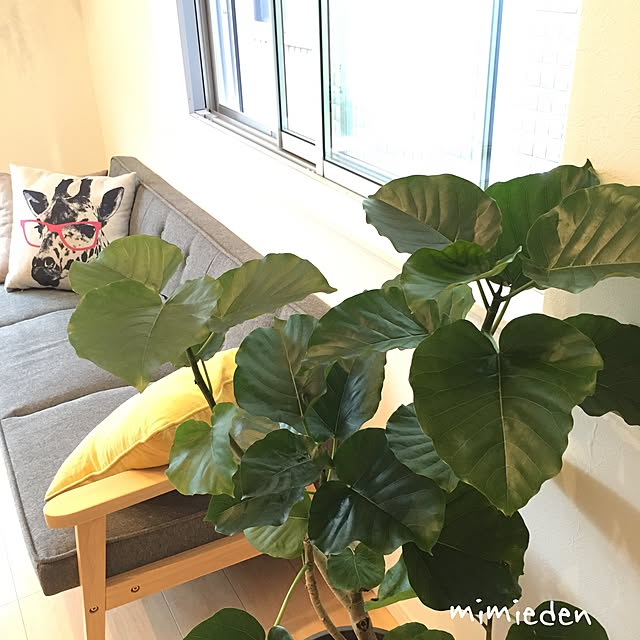 mimiedenさんの実例写真