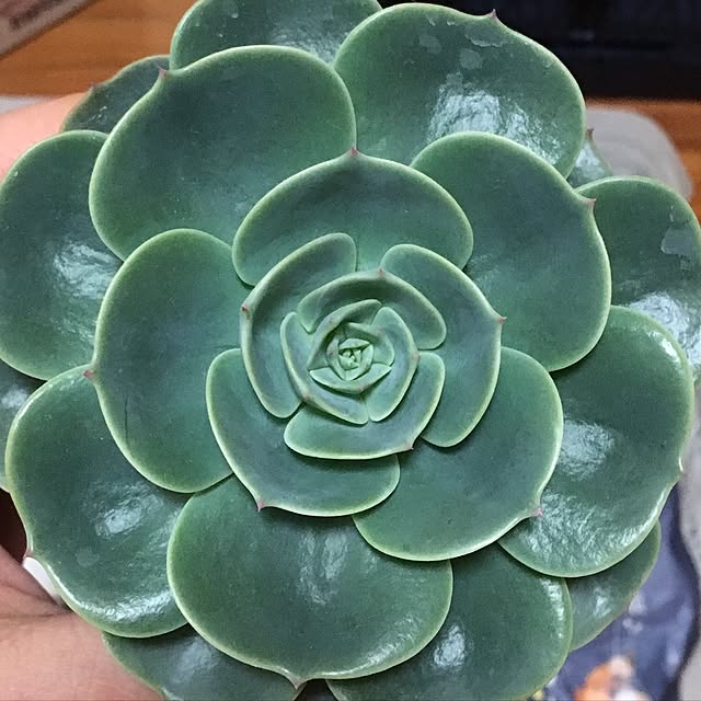 CHIROさんの実例写真