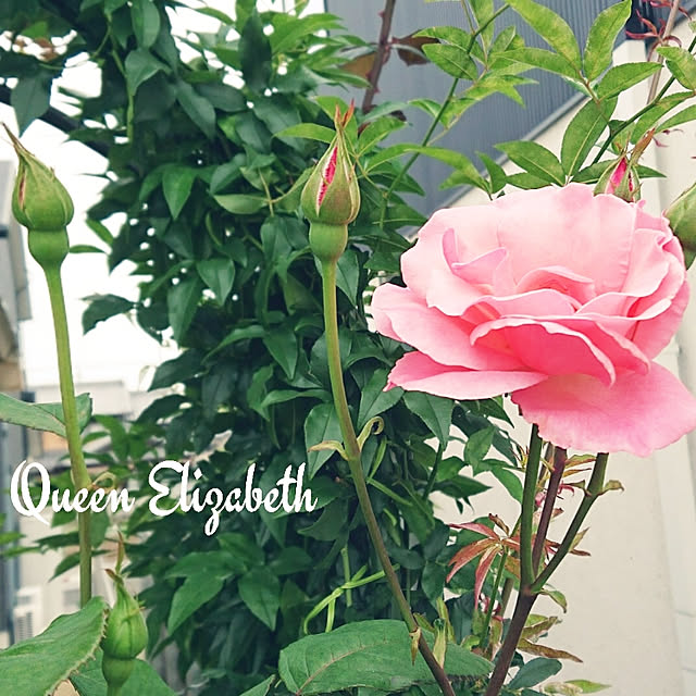 Toraziさんの実例写真