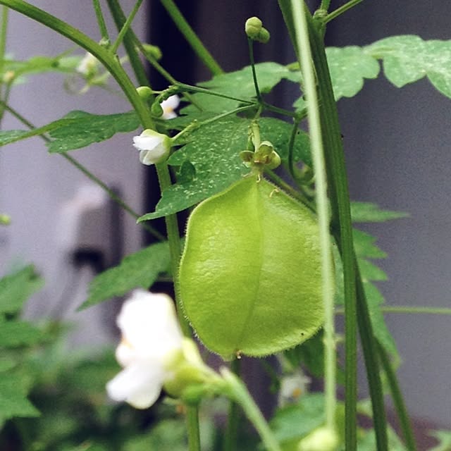 piroさんの実例写真