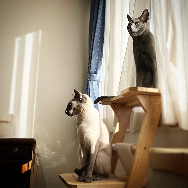 mujinekoさんの実例写真