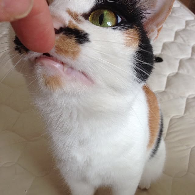 Kinanさんの実例写真