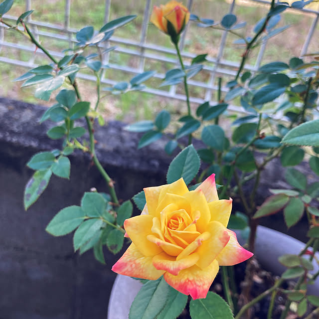 CoCo0617さんの実例写真