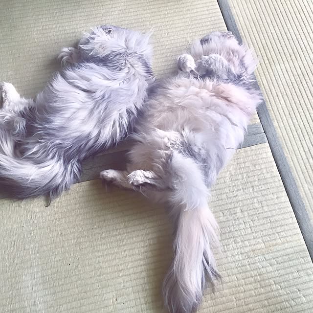 miyapp.hiroppさんの実例写真