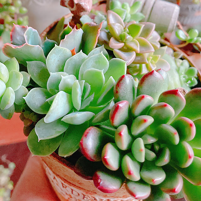 Hanakaさんの部屋