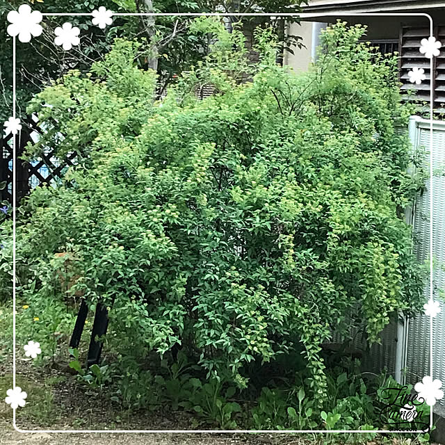 makkoさんの実例写真