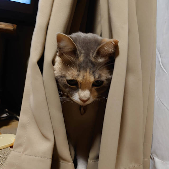 fukuさんの実例写真