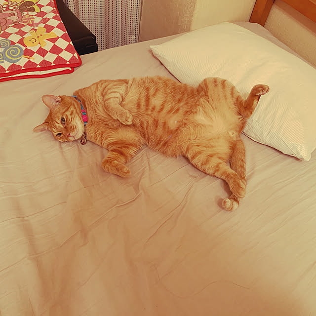 Akariさんの実例写真