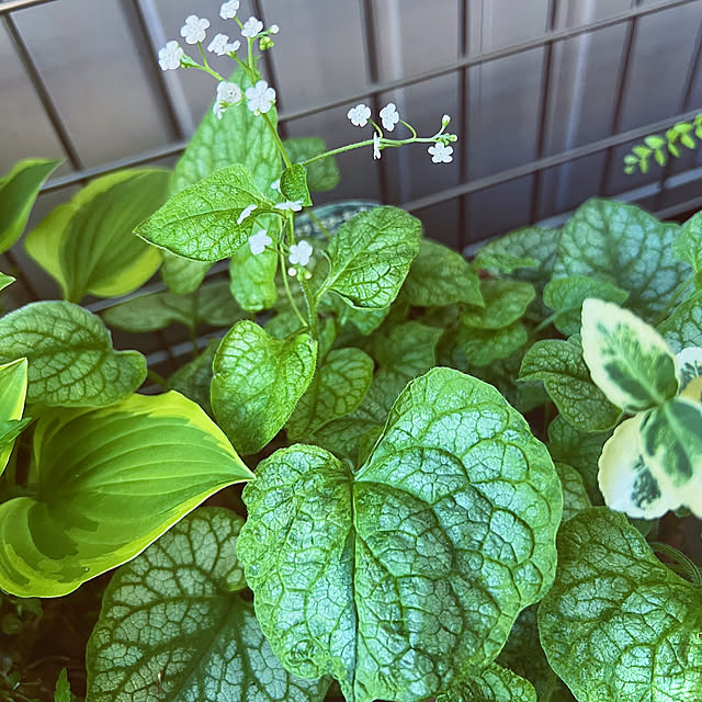 hinamamaさんの部屋