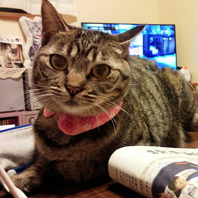 maoshinさんの実例写真