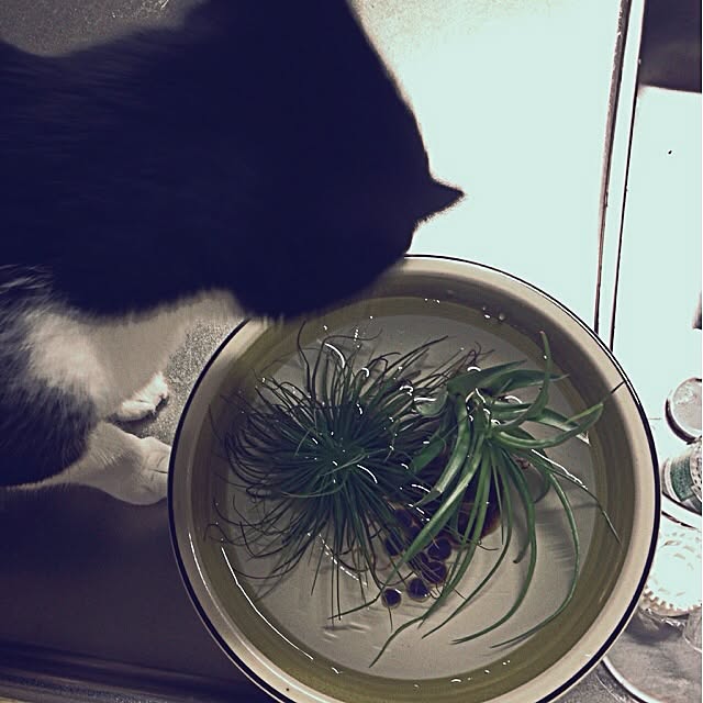 jnkaiさんの実例写真