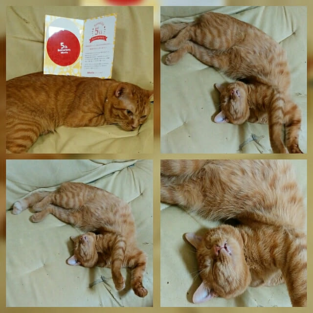 yum0408さんの実例写真