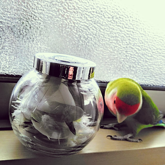 toratanさんの実例写真