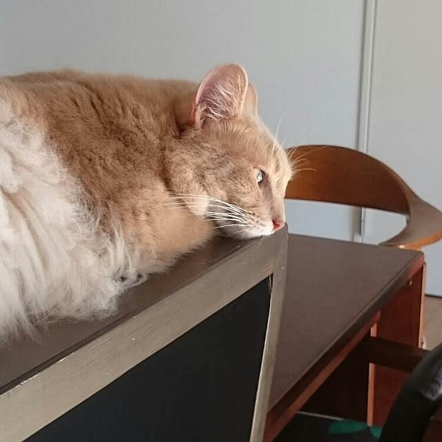 1ldksさんの実例写真