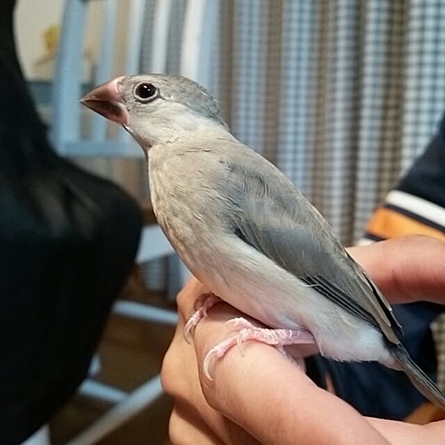 miiさんの実例写真