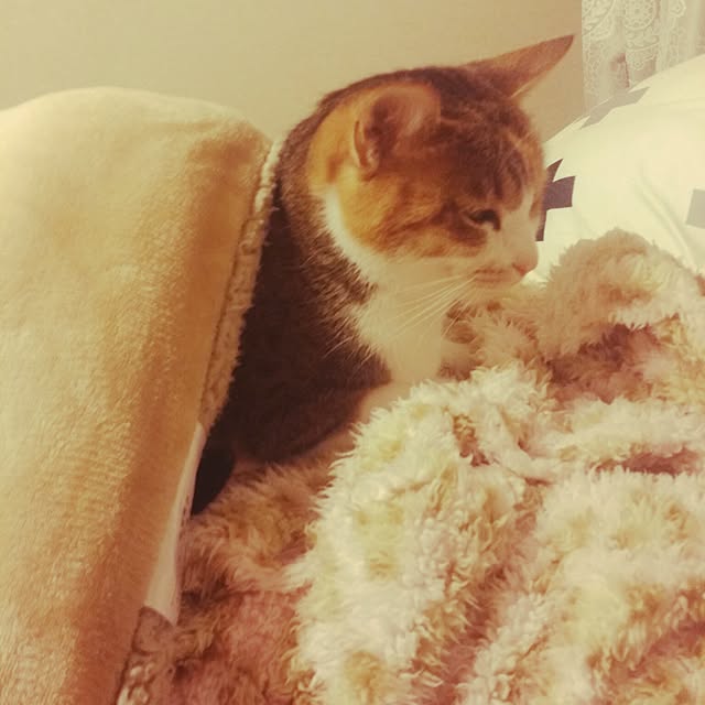 annさんの実例写真