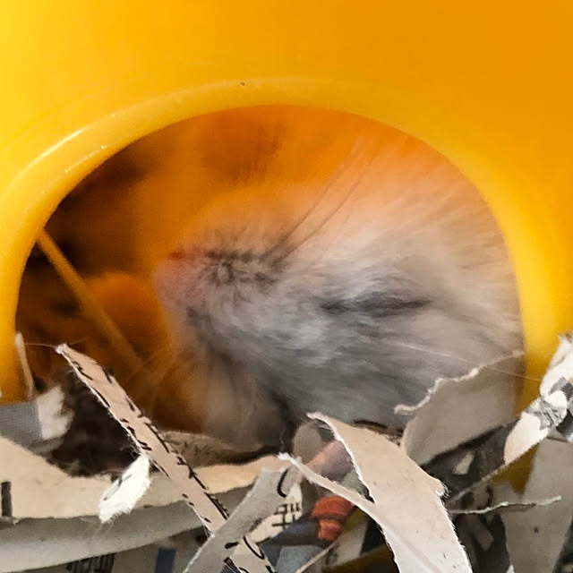 koyuriさんの実例写真