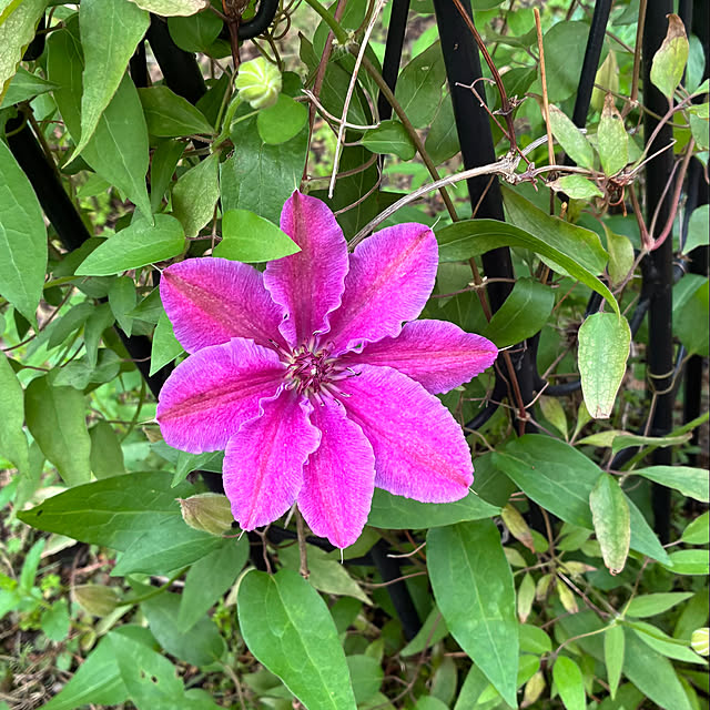 rokokoさんの部屋