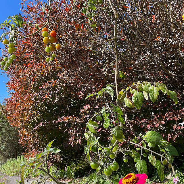 natsumiさんの実例写真