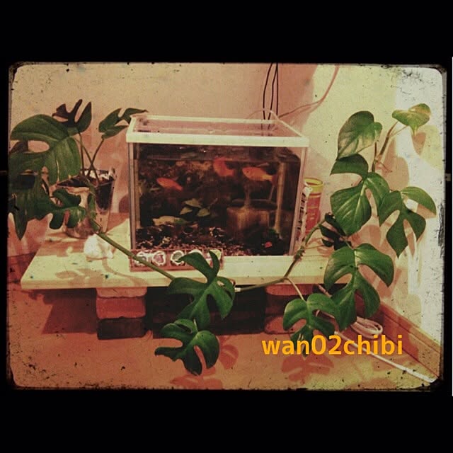 wan02chibiさんの実例写真