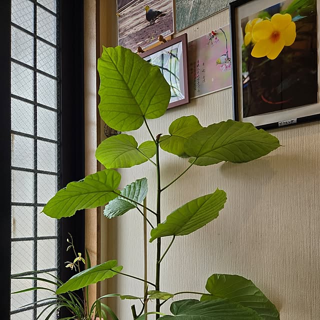 mitsuyama3136さんの部屋
